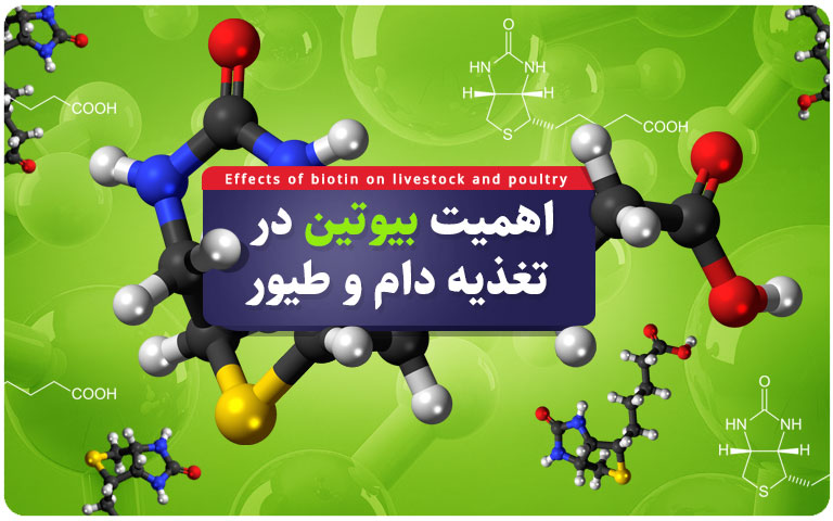 اهمیت ویتامین B8 در خوراک دام و طیور